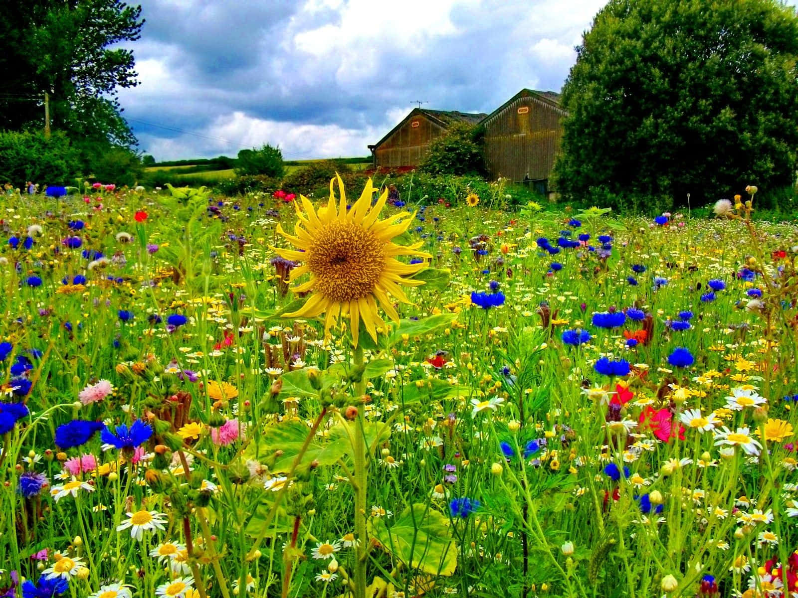 Lush Spring Meadow In Full Bloom Wallpaper