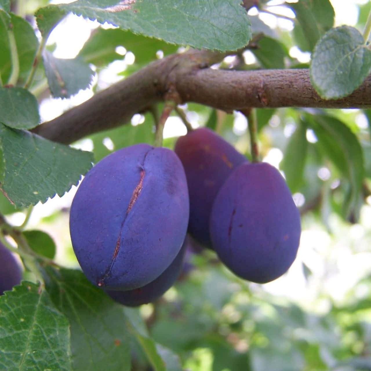 Lustrous Damson Plums With Unique Brown Cracks Wallpaper