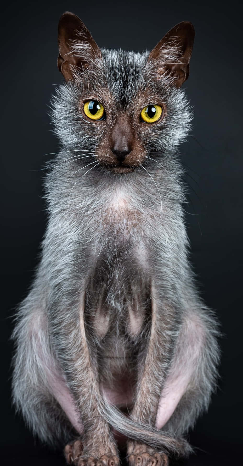 Lykoi 929 X 1779 Wallpaper Wallpaper