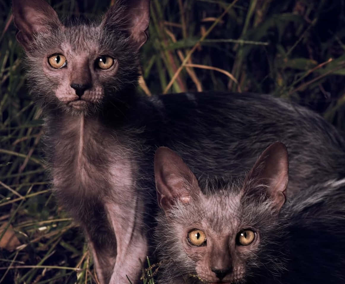 Lykoi Cat Sitting On A Wooden Floor Wallpaper