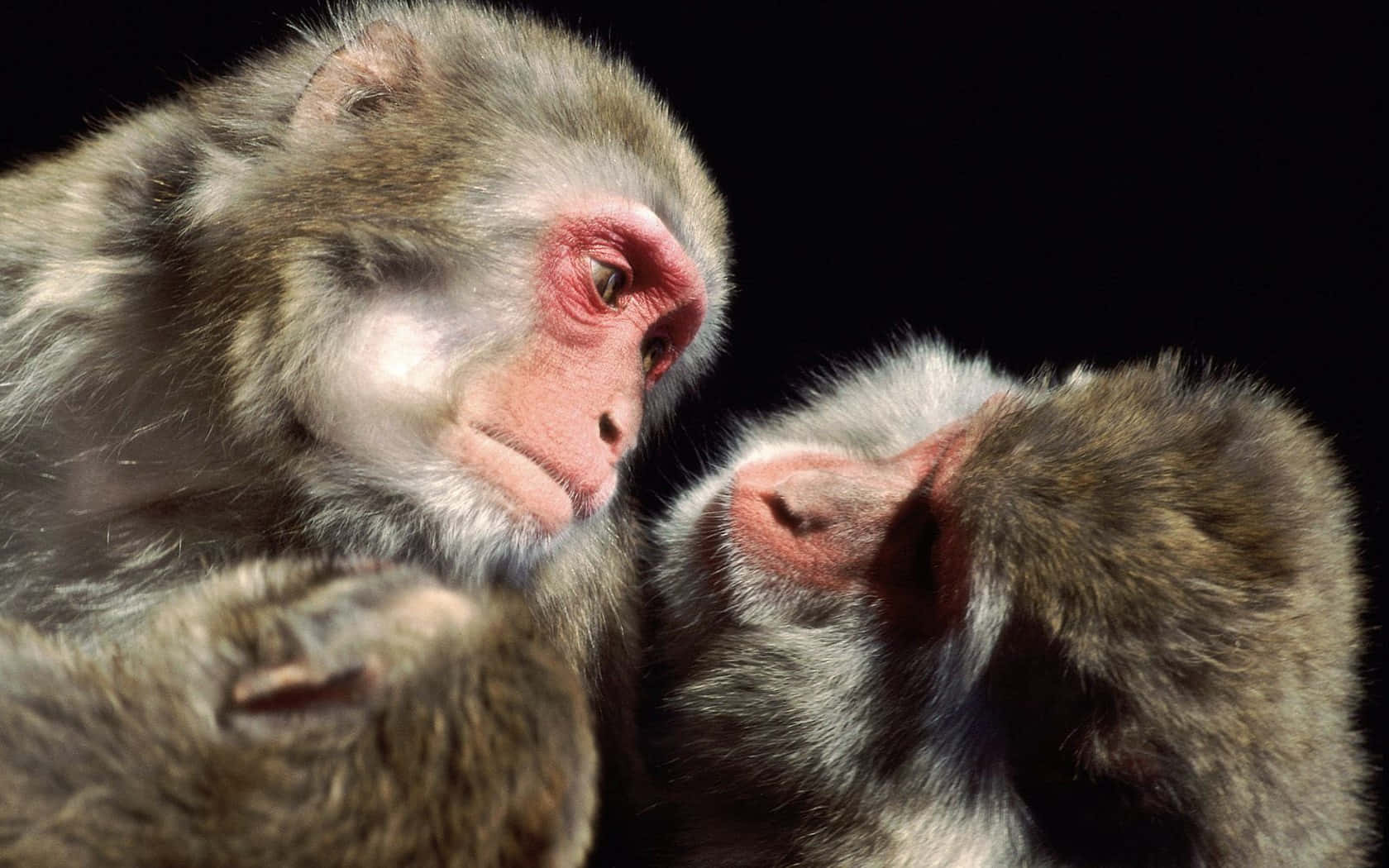 Macaquesin Tender Embrace Wallpaper