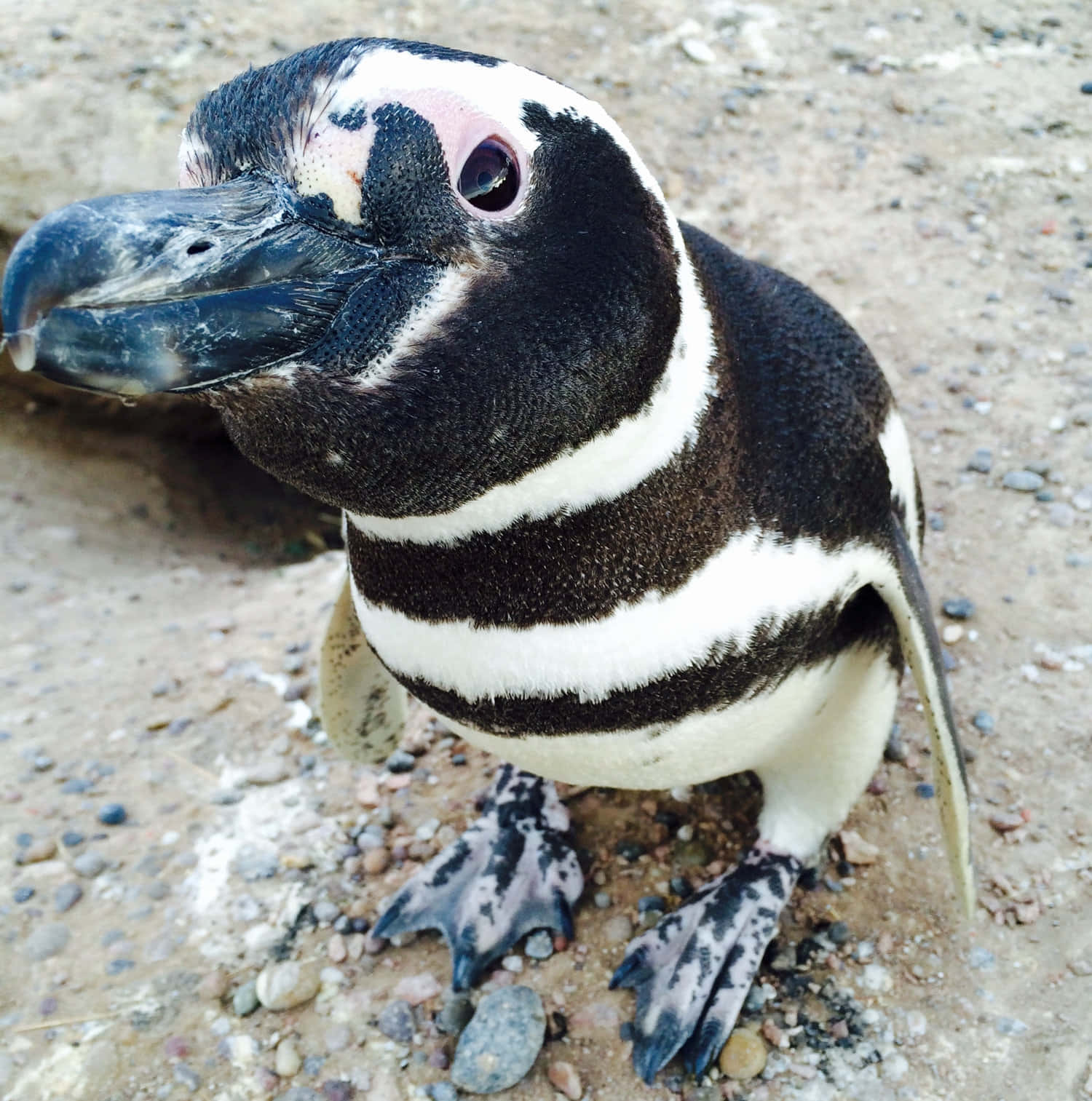 Magellanic Penguin Close Up Wallpaper