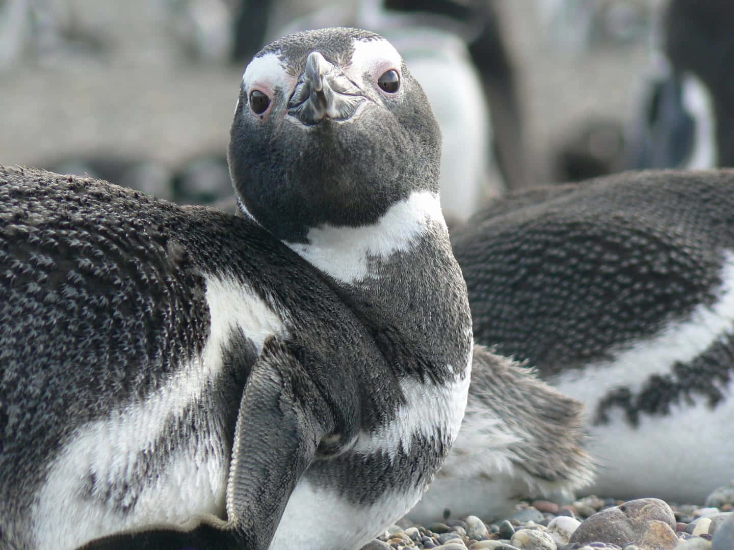 Magellanic Penguin Close Up Wallpaper