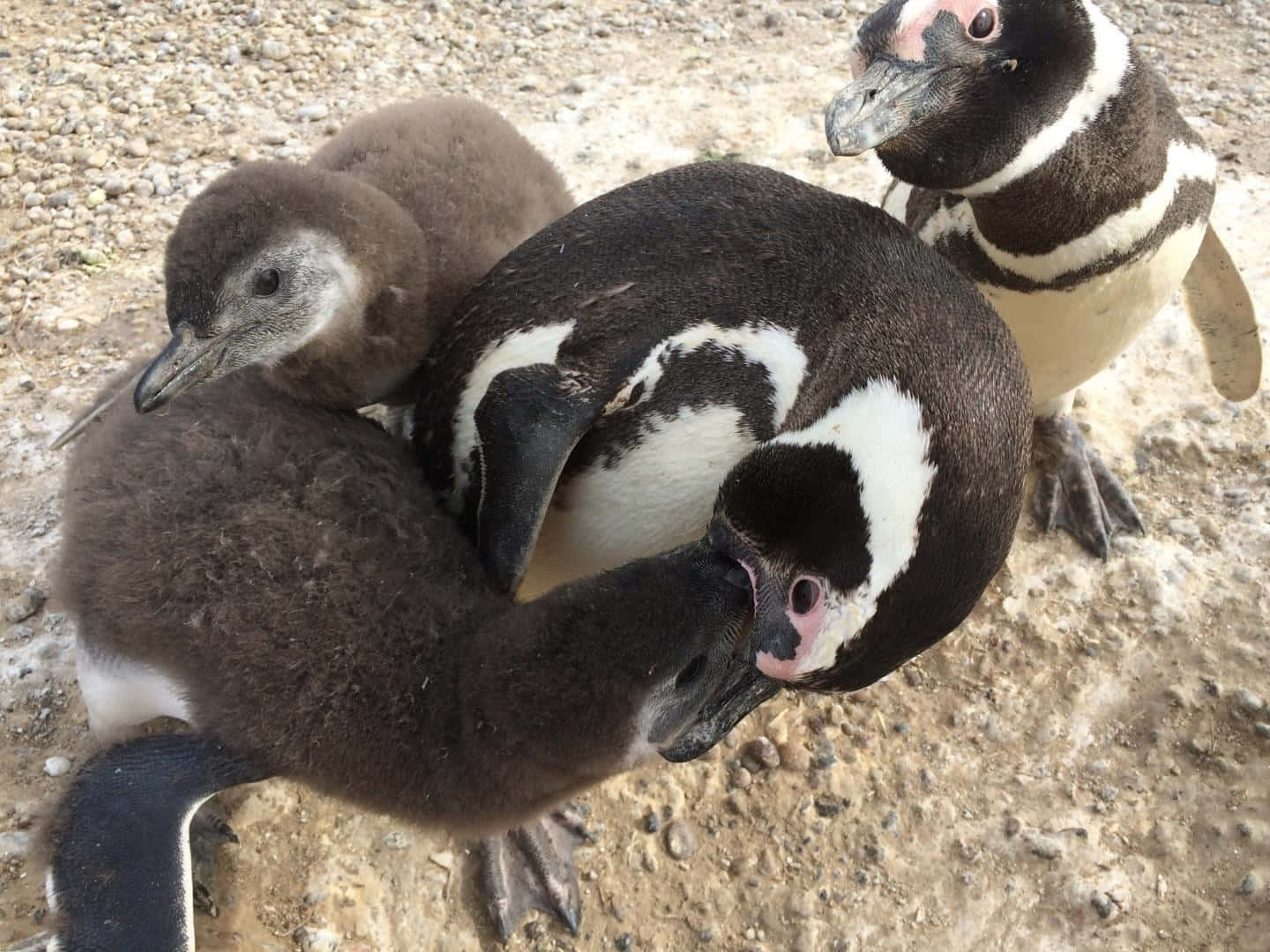 Magellanic Penguin Family Bonding Wallpaper