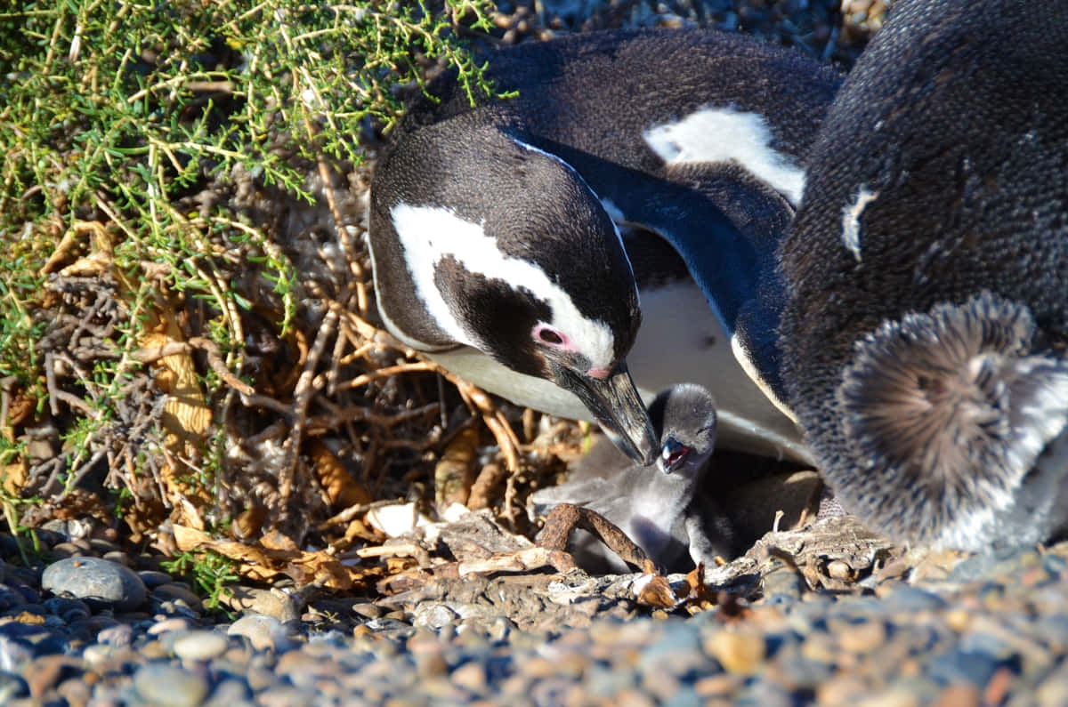 Magellanic Penguin Parentand Chick Wallpaper