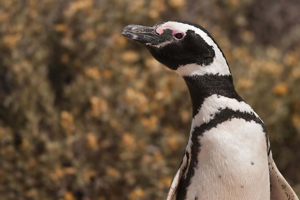 Magellanic Penguin Portrait Wallpaper