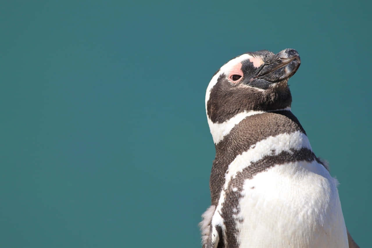 Magellanic Penguin Portrait Wallpaper