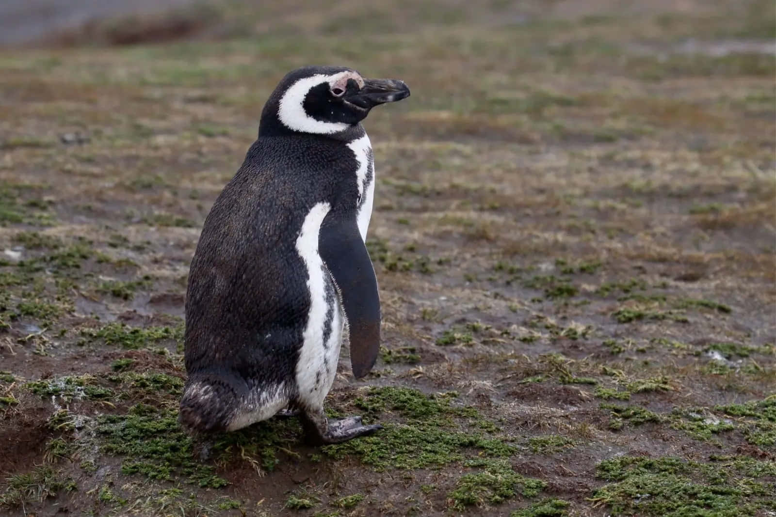 Magellanic Penguin Standingon Grassy Land Wallpaper