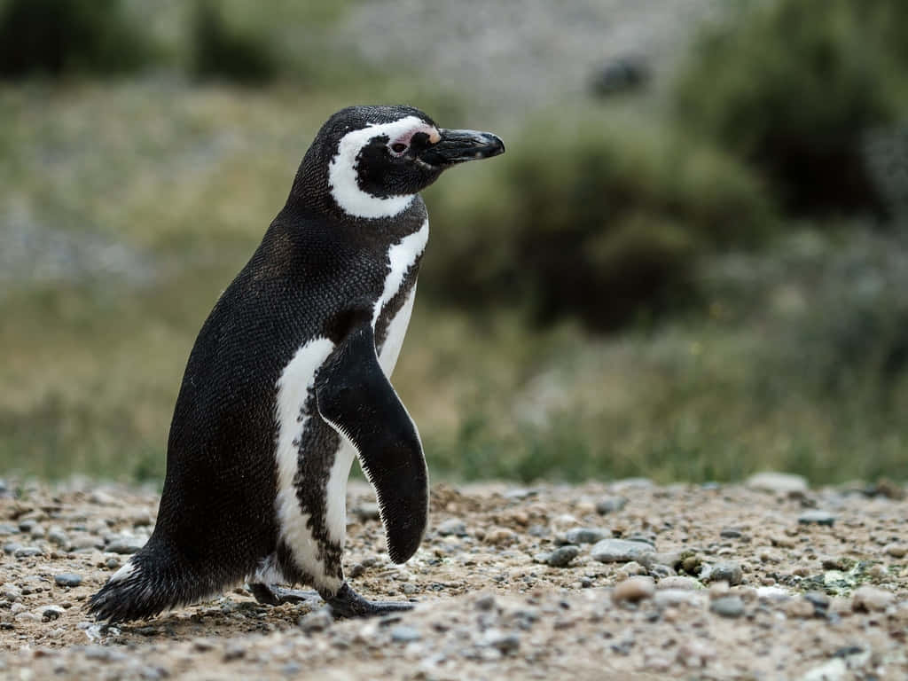 Magellanic Penguin Standingon Shoreline Wallpaper