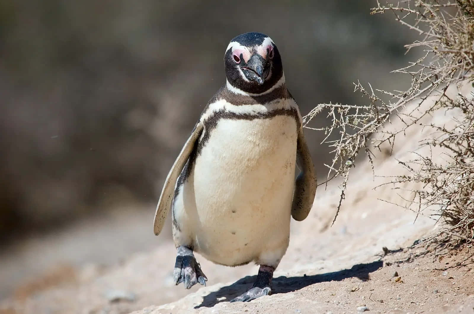 Magellanic Penguin Walkingon Sand Wallpaper