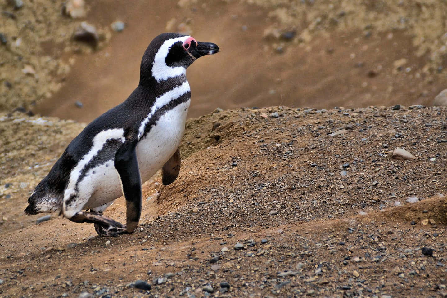 Magellanic Penguinon Land Wallpaper