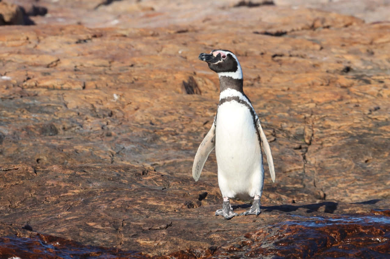 Magellanic Penguinon Rocky Shore Wallpaper