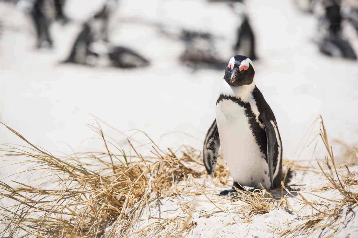 Magellanic Penguinon Sandy Beach Wallpaper