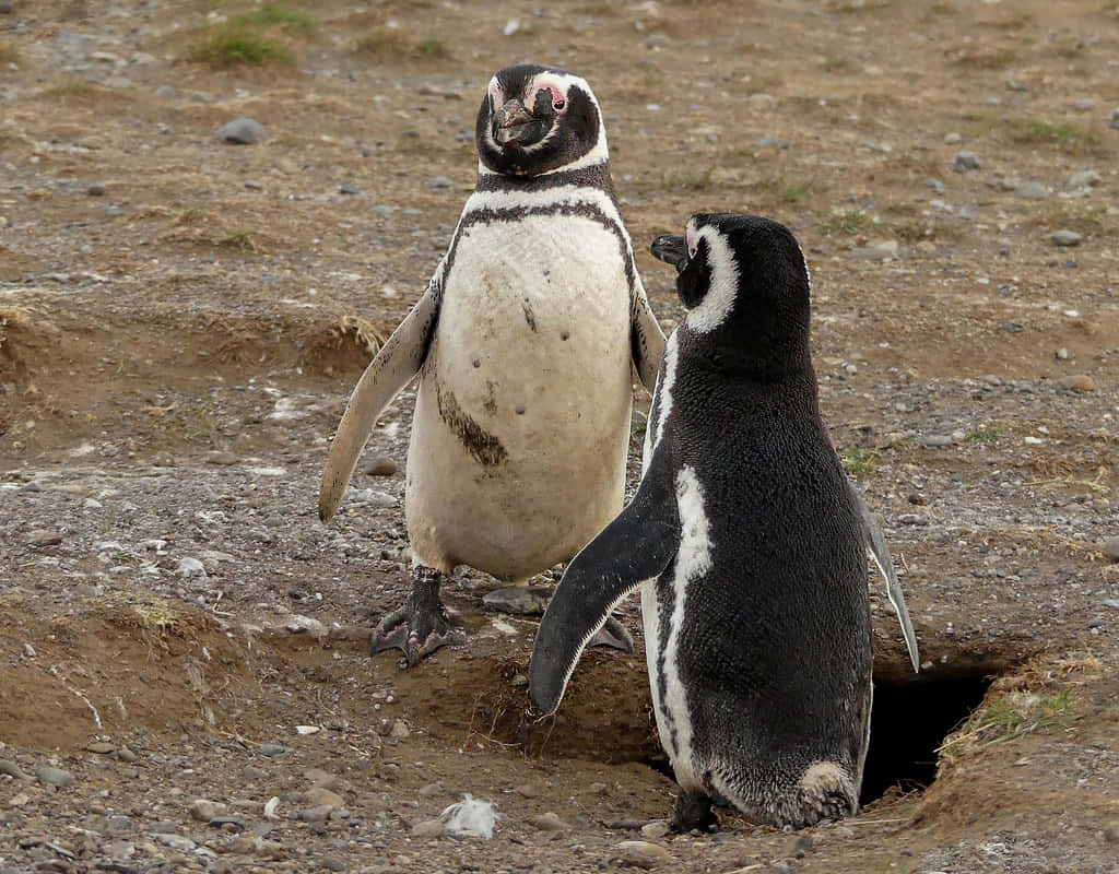 Magellanic Penguins Near Burrow.jpg Wallpaper