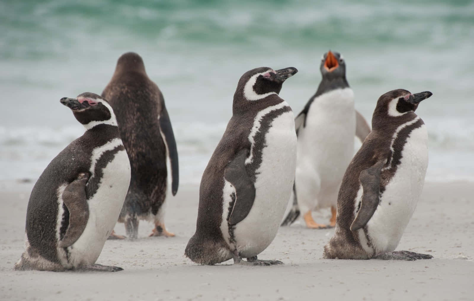 Magellanic Penguins On Beach Wallpaper