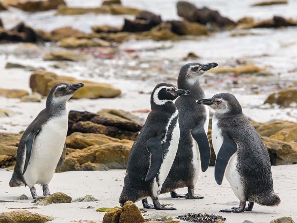 Magellanic Penguins On Shoreline Wallpaper