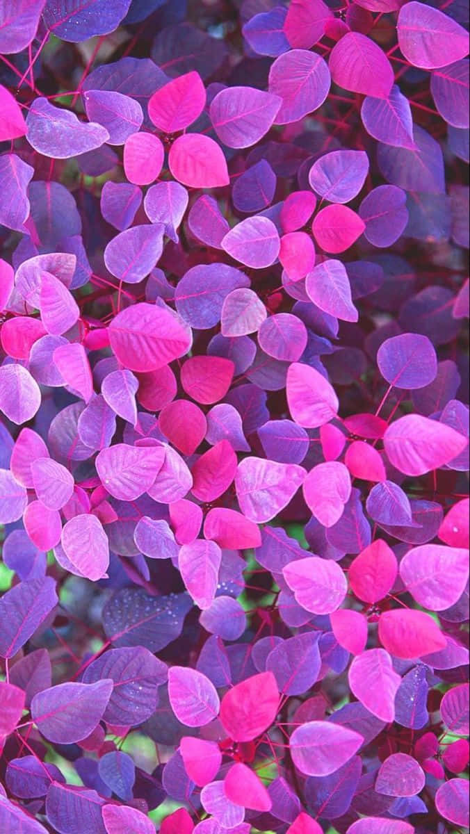 Magenta Leaves Aesthetic Texture Wallpaper