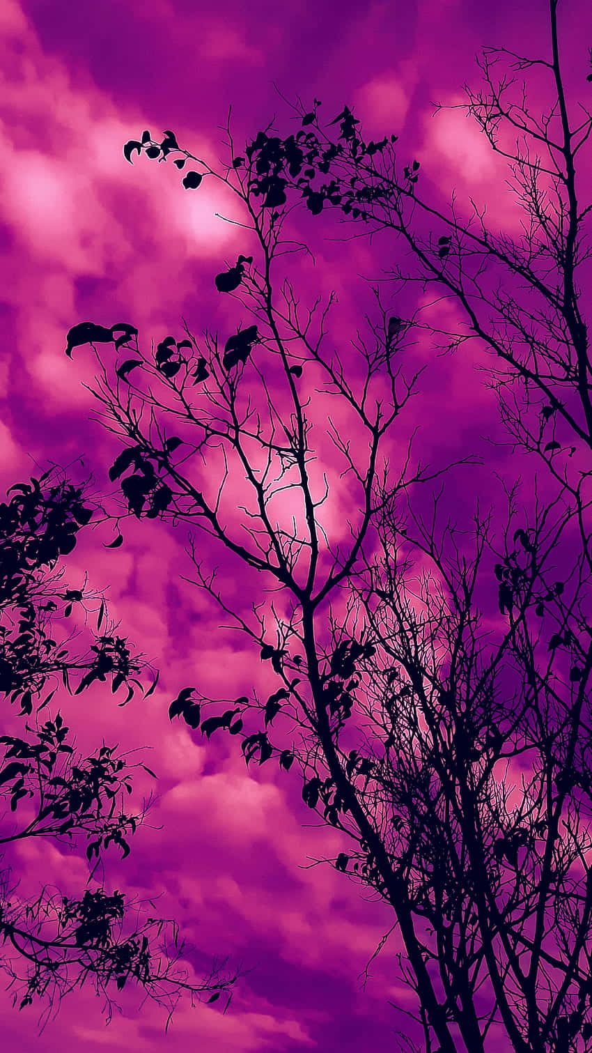 Magenta Sky Silhouette Wallpaper