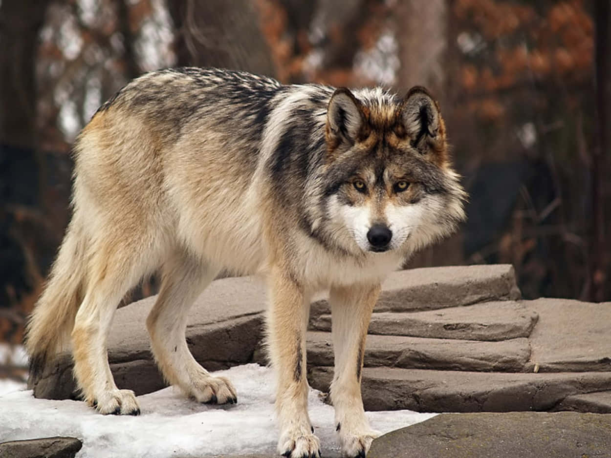 Magnificent Mexican Wolf In Its Natural Habitat Wallpaper