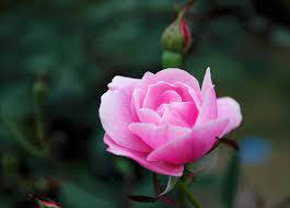 Magnificent Pink Rose Flower Wallpaper