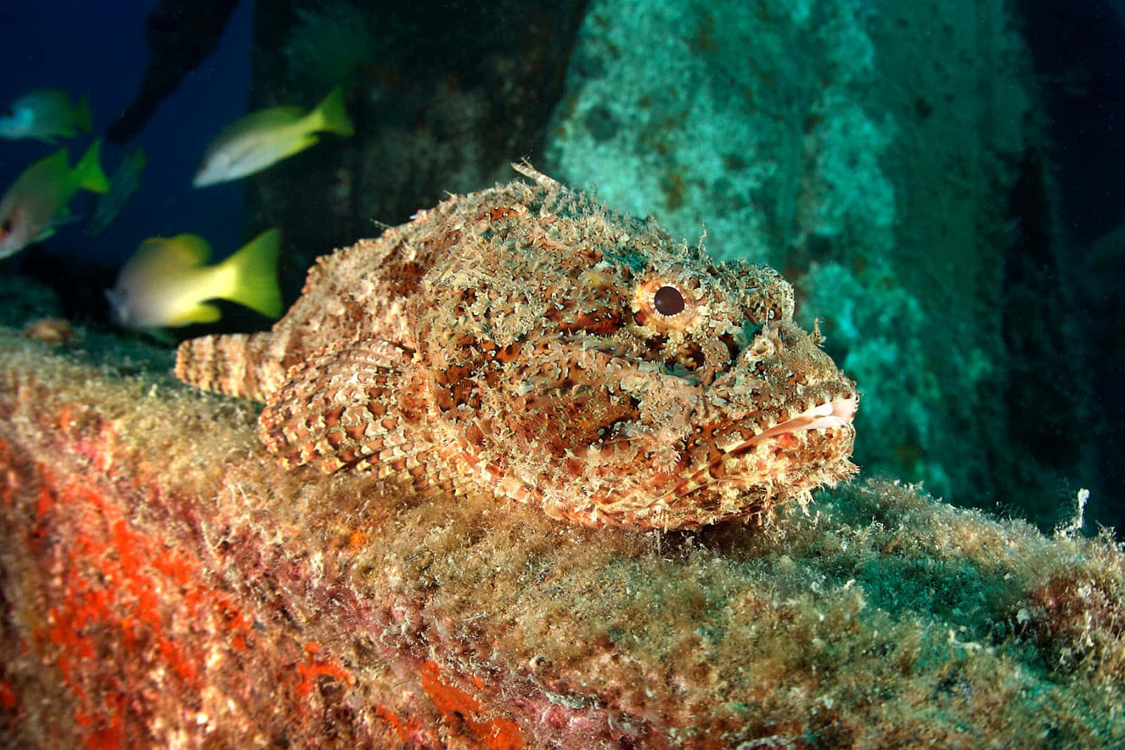 Magnificent Scorpionfish Swimming In Vibrant Coral Reef Wallpaper