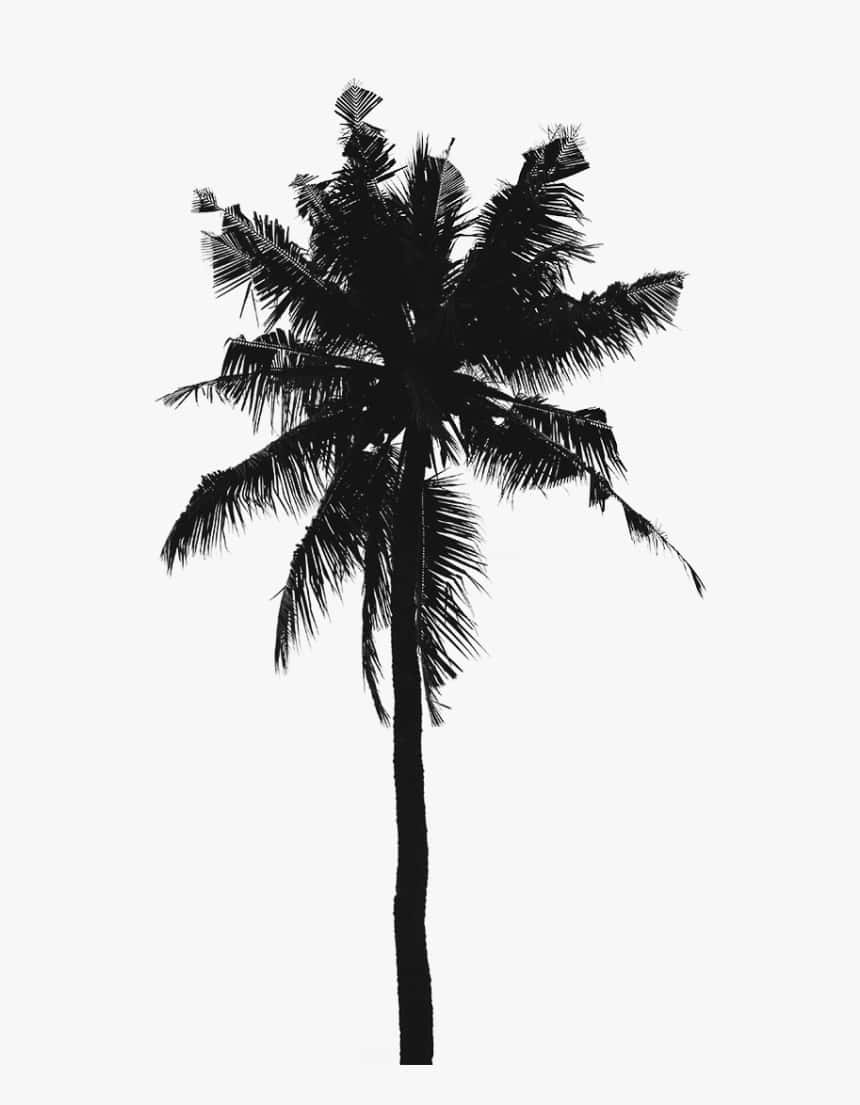 Magnificent Soaring Palm Tree In Stark Black And White. Wallpaper