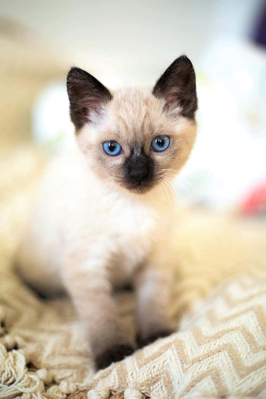 Magnificent Thai Blue Cat Lounging On The Floor Wallpaper