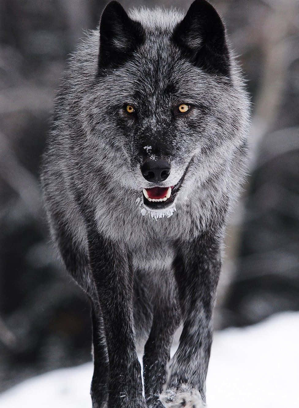 Magnificent Wild Wolf Wallpaper