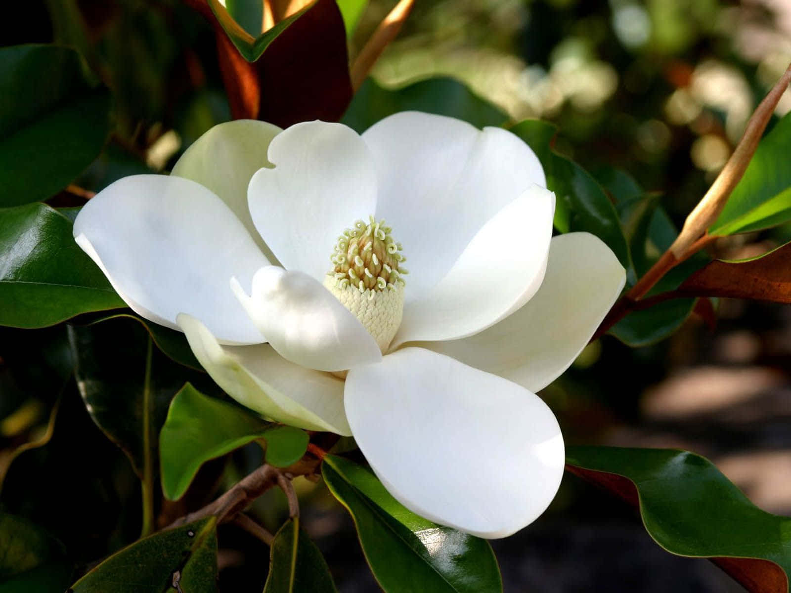 Magnolia Grandiflora Flower Little Gem Wallpaper