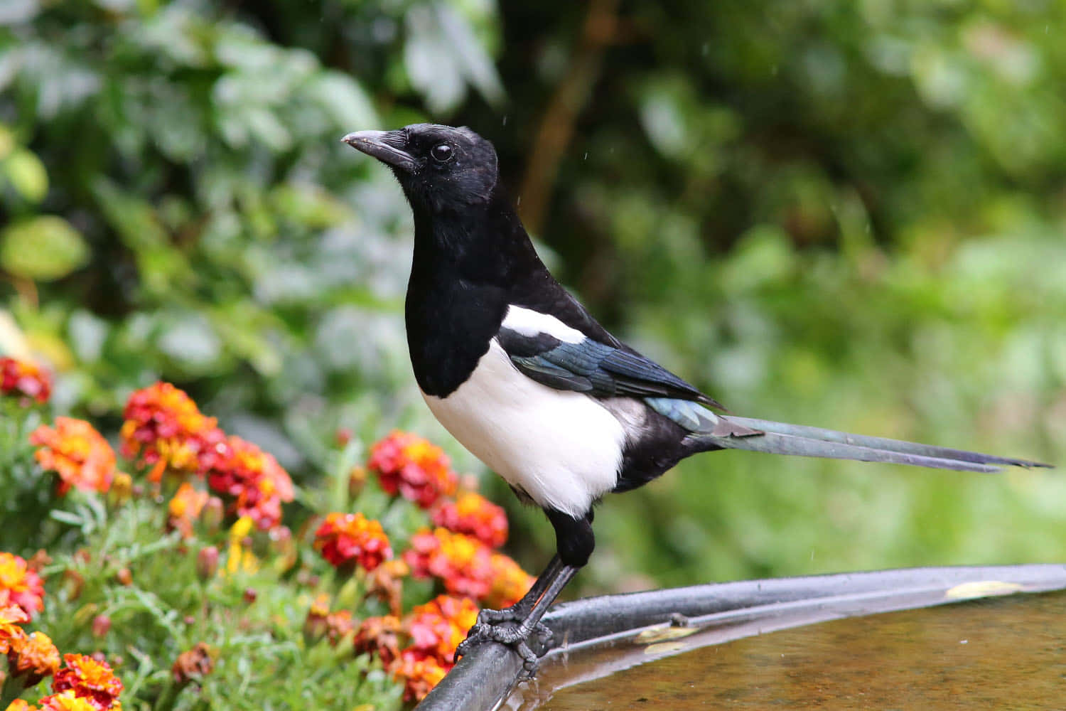 Magpie Perched Beside Water Wallpaper