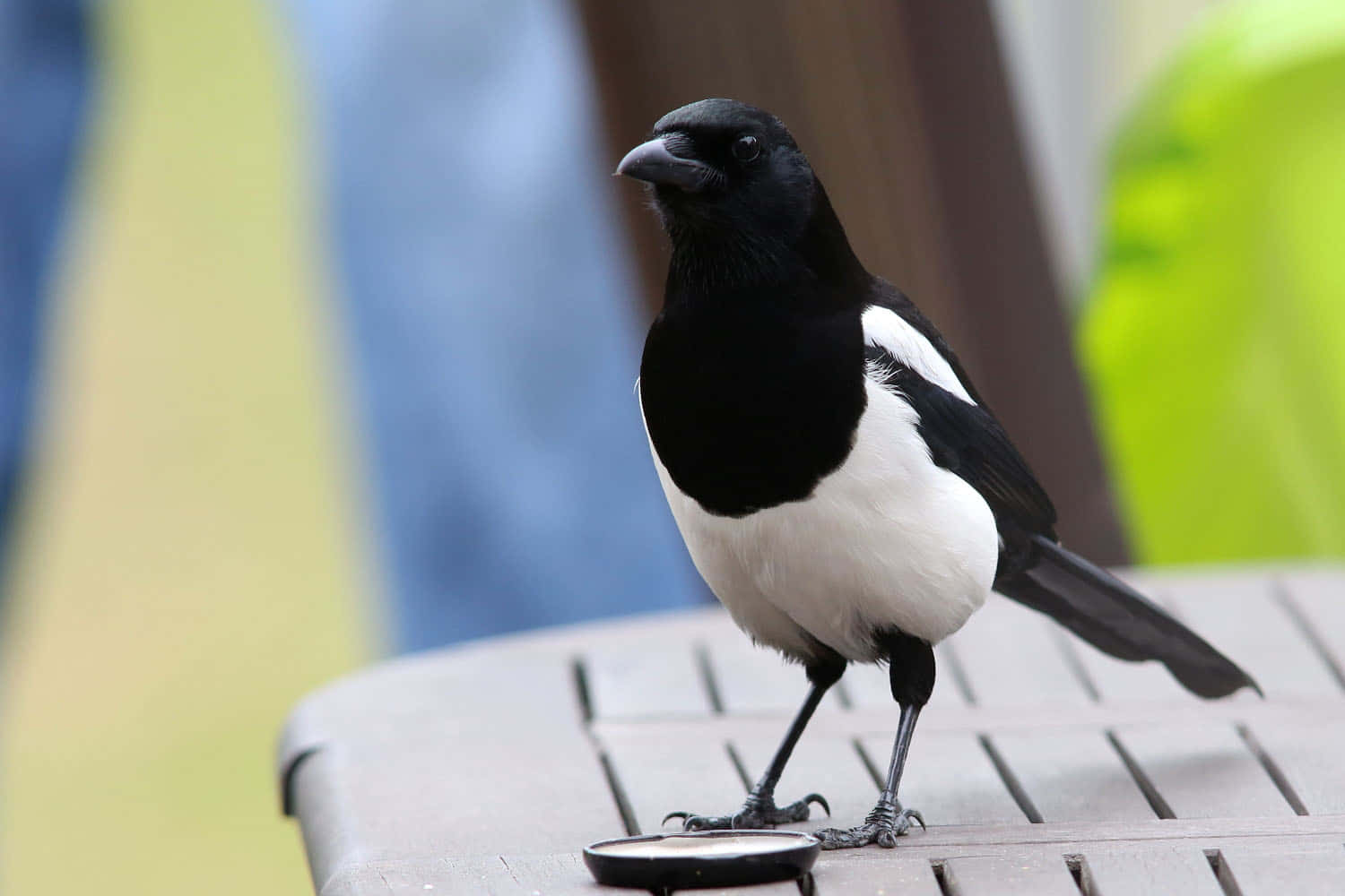 Magpieon Patio Table.jpg Wallpaper