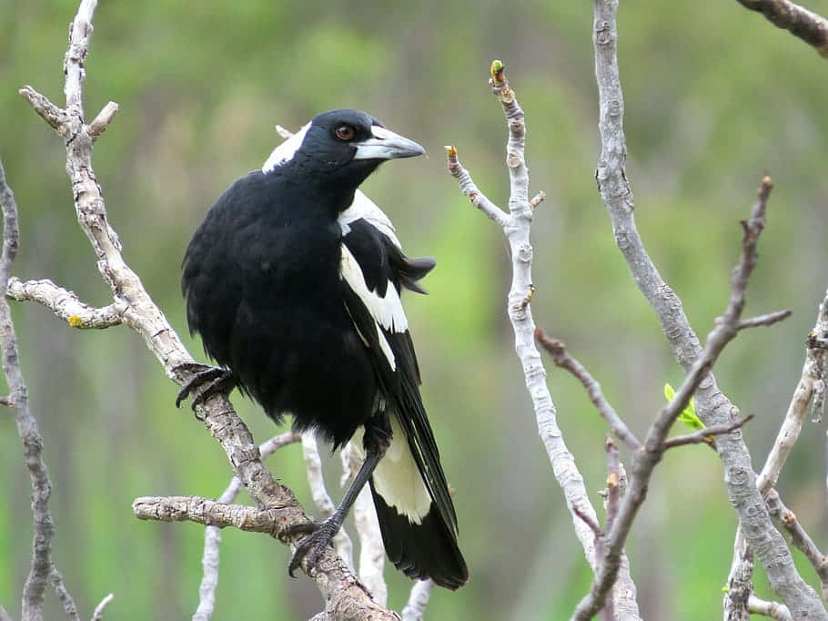 Magpies And Crows Together In A Lush Green Field Wallpaper