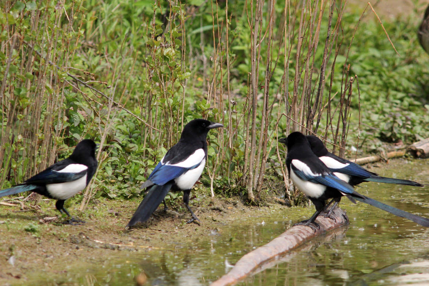 Magpies Gathering Near Water Wallpaper