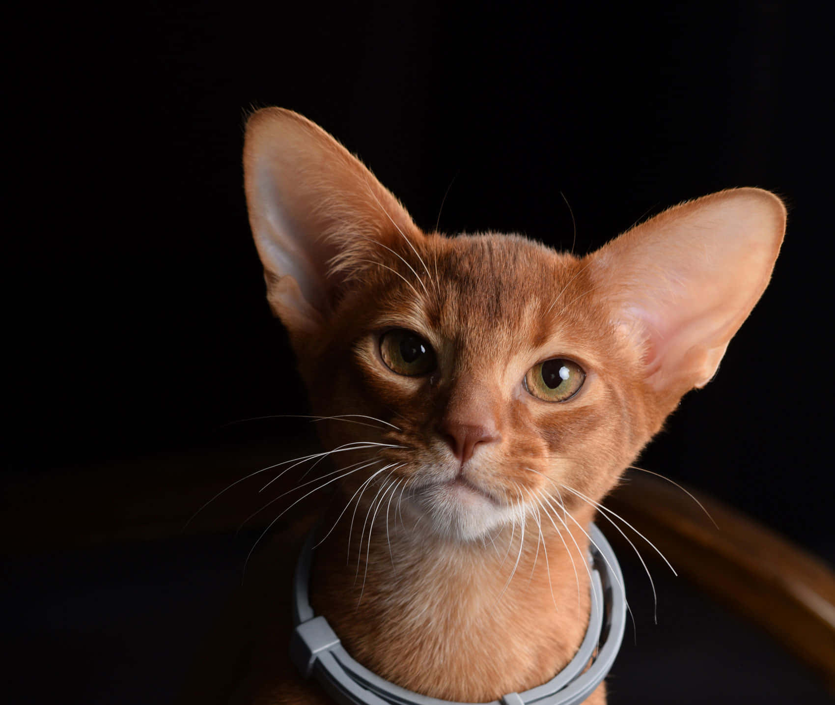 Majestic Abyssinian Cat Gazing Into The Distance Wallpaper