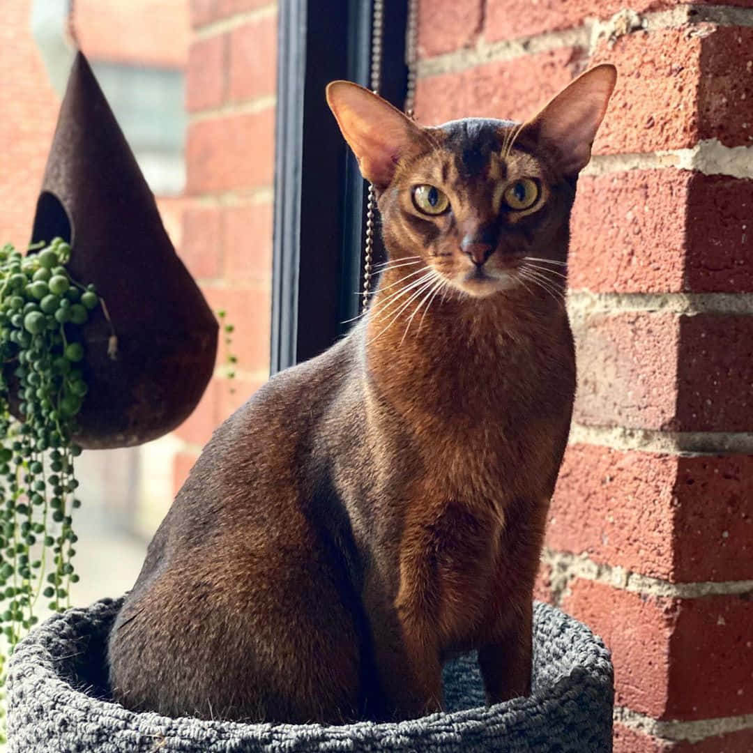 Majestic Abyssinian Cat Lounging In Nature Wallpaper