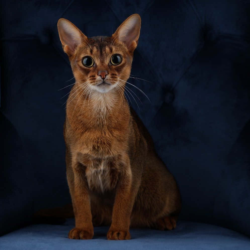 Majestic Abyssinian Cat Posing Outdoors Wallpaper