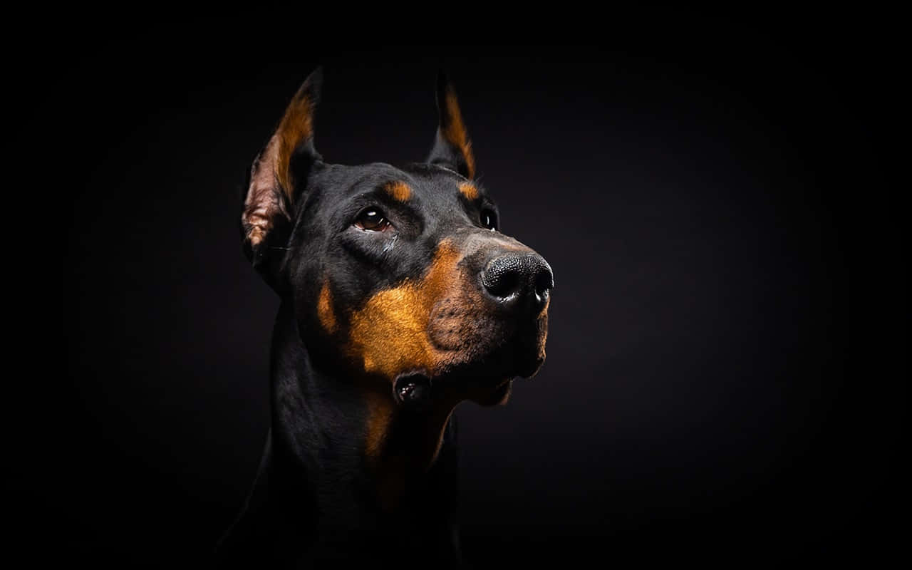 Majestic Alpha Dog In A Snowy Landscape Wallpaper