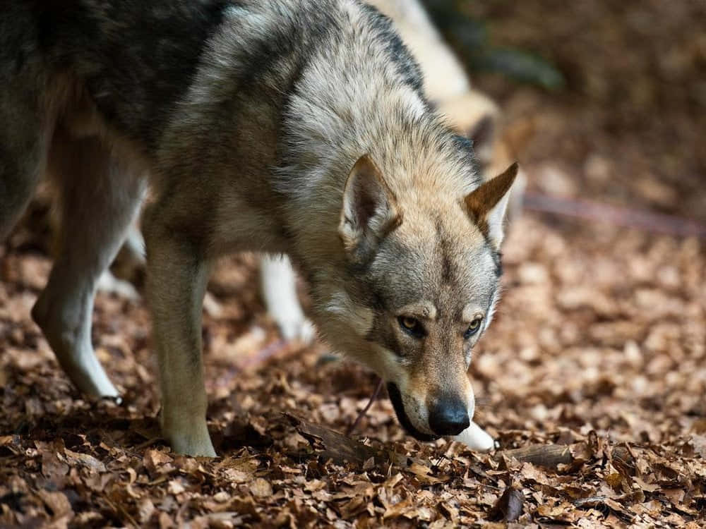 Majestic Alpha Dog Leading His Pack Wallpaper