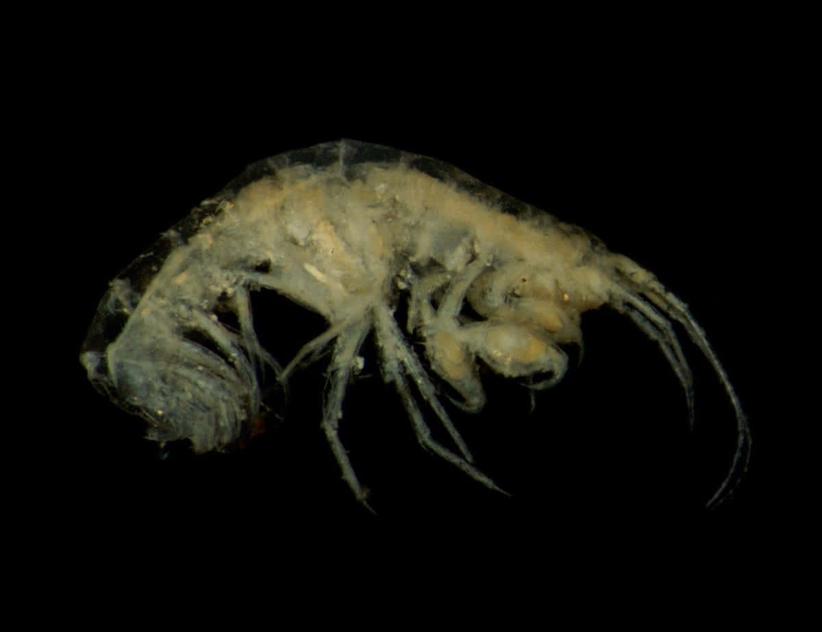 Majestic Amphipod Swims In Ocean Depths Wallpaper