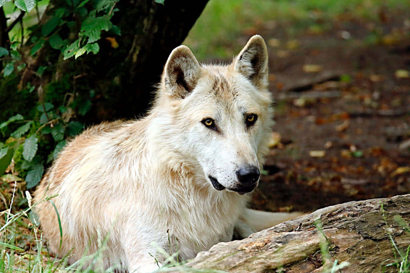 Majestic Arctic Wolf In Snowy Landscape Wallpaper