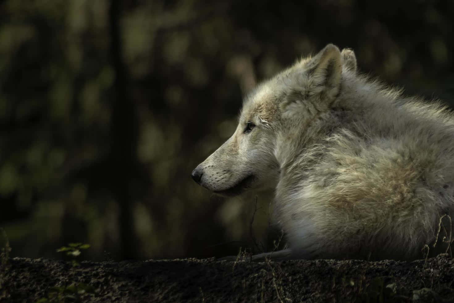 Majestic Arctic Wolf In The Wild Wallpaper