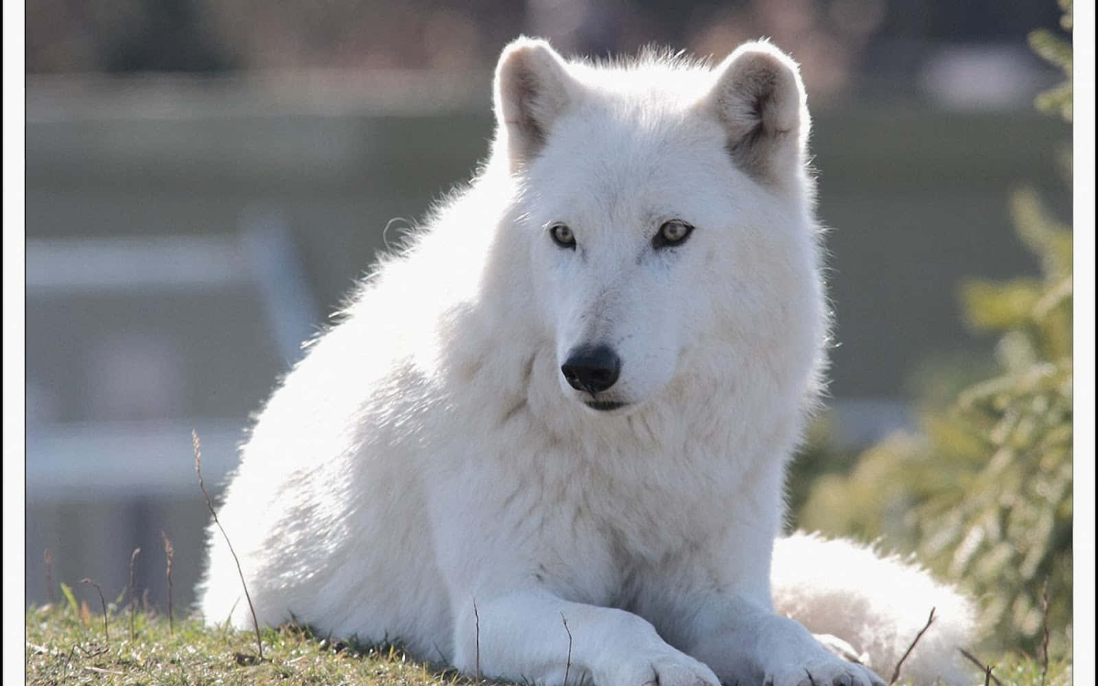 Majestic Arctic Wolf In The Wild Wallpaper