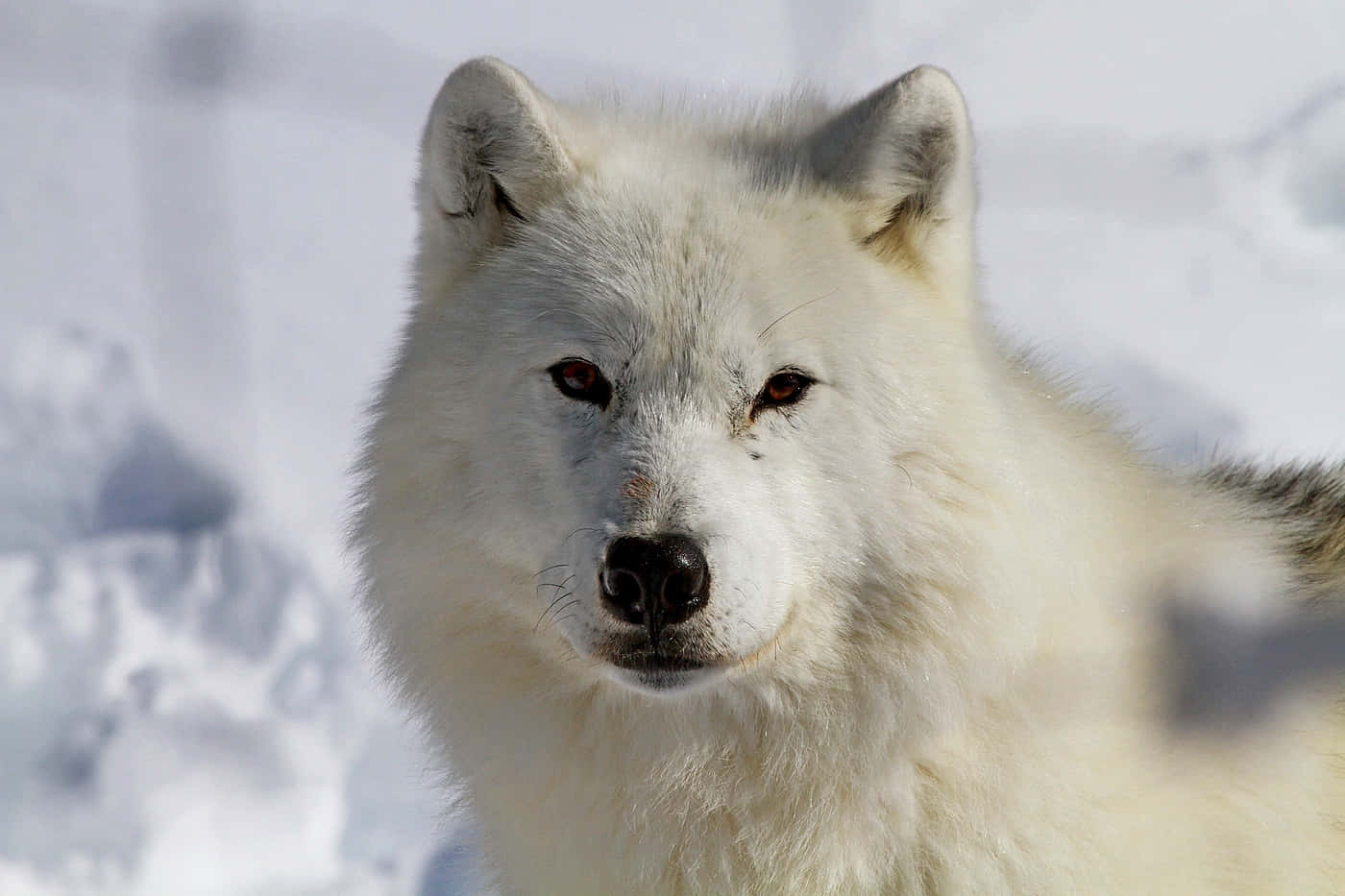 Majestic Arctic Wolf In The Wild Wallpaper