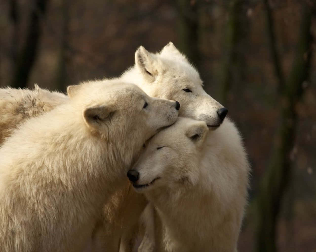 Majestic Arctic Wolf Staring Intently Wallpaper