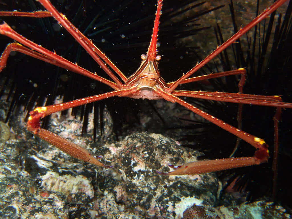 Majestic Arrow Crab In Its Natural Habitat Wallpaper