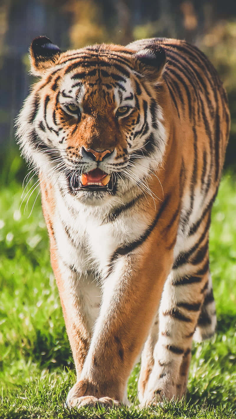 Majestic_ Bengal_ Tiger_ Advancing Wallpaper