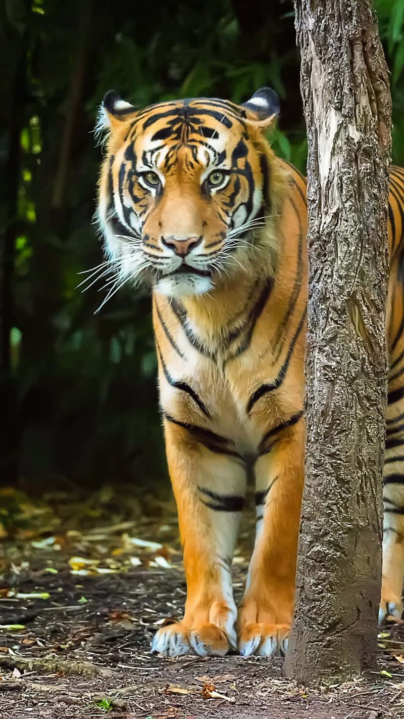 Majestic_ Bengal_ Tiger_ Standing_ Near_ Tree.jpg Wallpaper