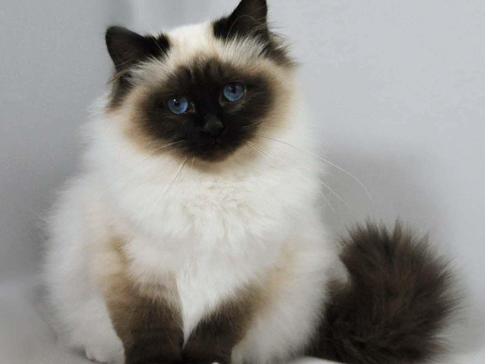 Majestic Birman Cat Lounging On A Sofa Wallpaper