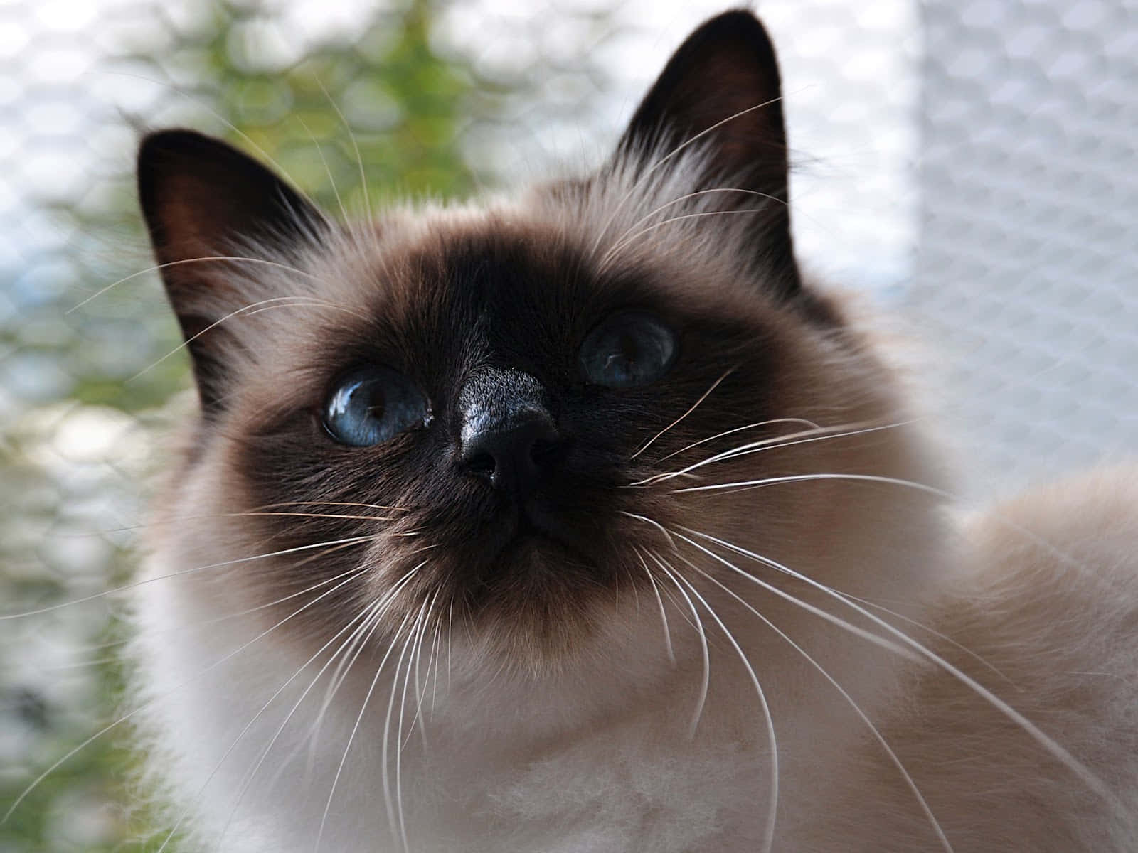 Majestic Birman Cat Lounging On A Table Wallpaper