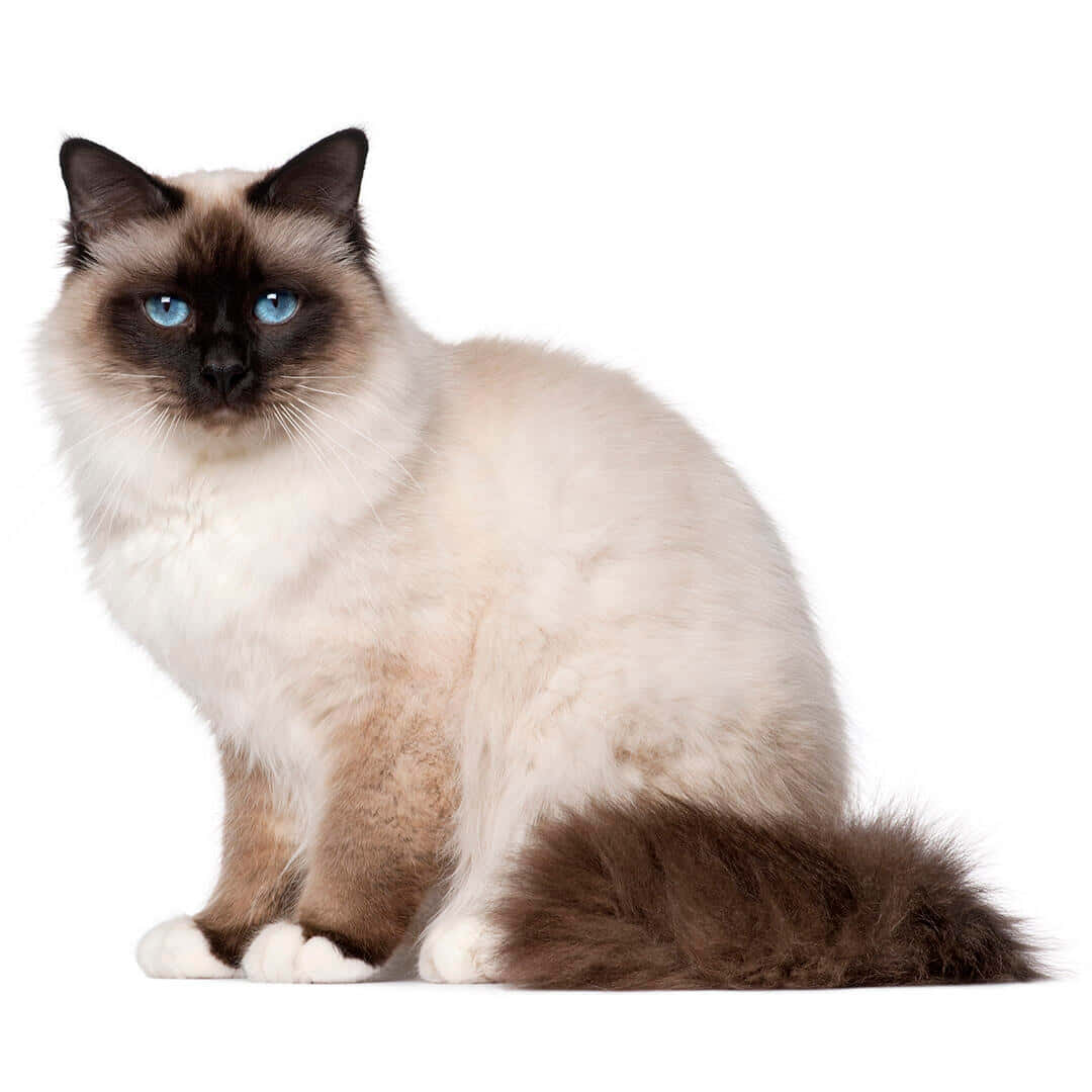 Majestic Birman Cat Staring Intently Wallpaper